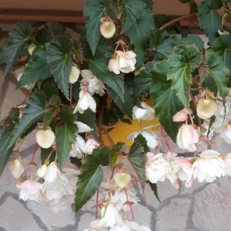 Lazar Lägenhet Hévíz