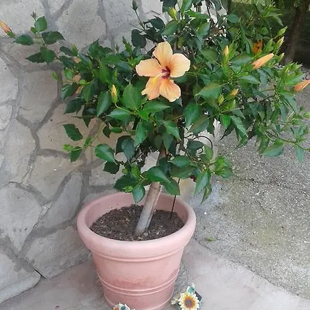 Lägenhet Lazar Hévíz